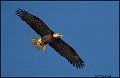 _0SB0612 american bald eagle